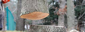 How Our Tree Care Process Works  in  Danville, CA