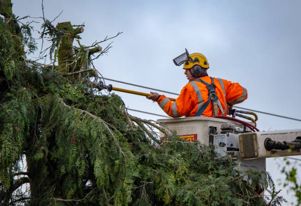 Reliable Danville, CA Tree Care Solutions