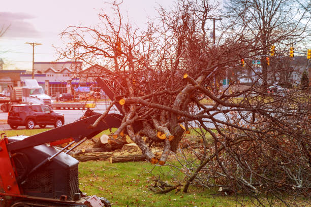 Best Utility Line Clearance  in Danville, CA