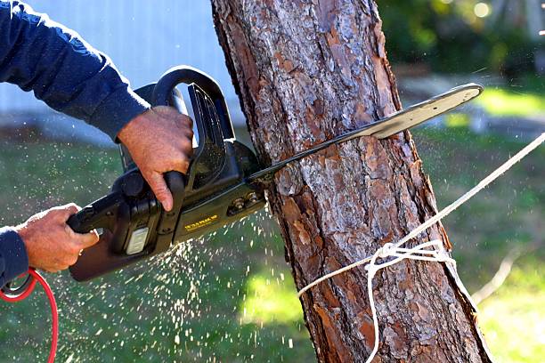Best Aeration Services  in Danville, CA