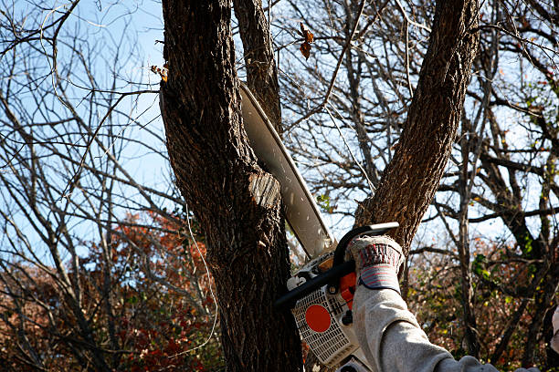 Best Tree Preservation Services  in Danville, CA