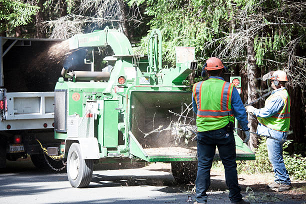 Best Storm Damage Tree Cleanup  in Danville, CA