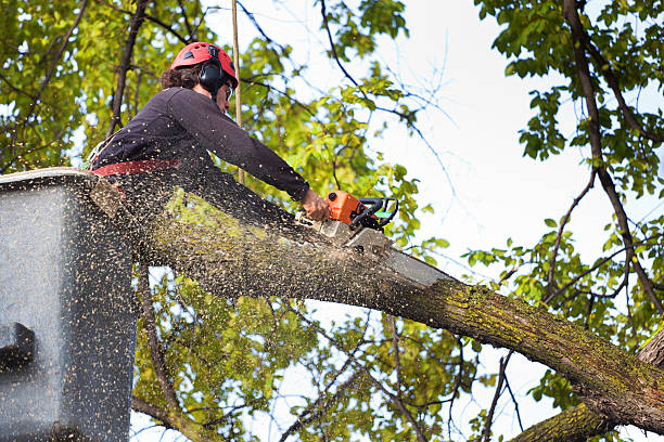 Best Tree and Shrub Care  in Danville, CA